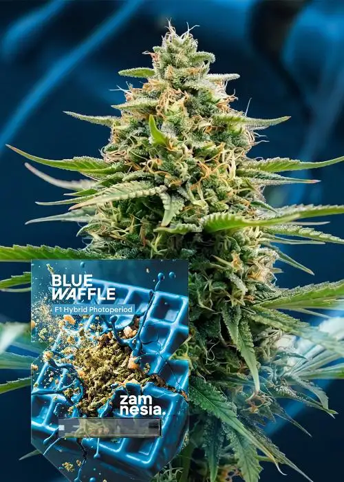 Blue Waffle F1