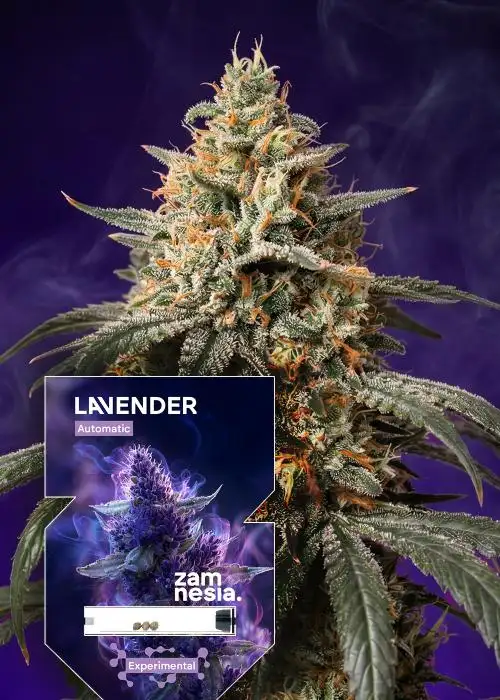 Lavender Auto