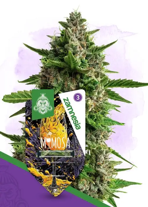 Mimosa Auto