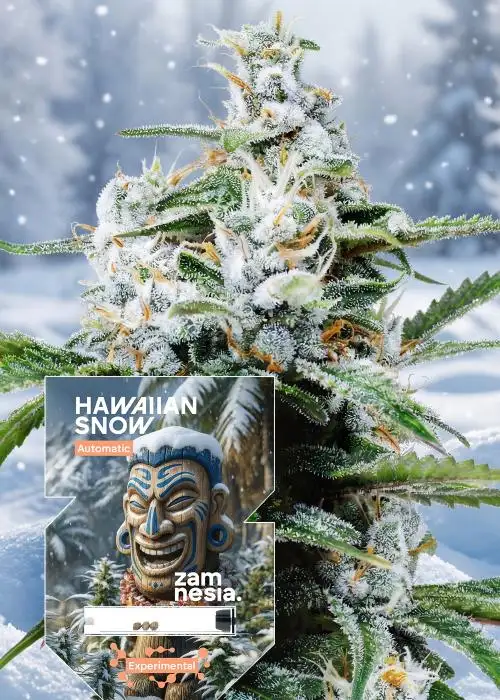 Hawaiian Snow Auto