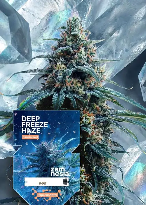 Deep Freeze Haze