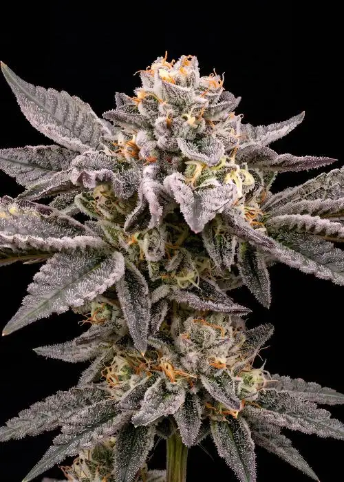 Grease Monkey
