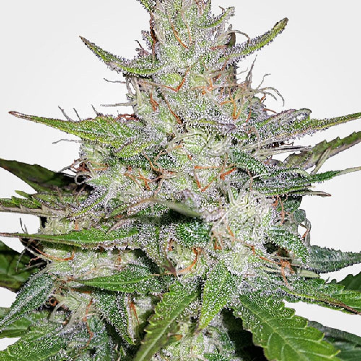 Tangerine Dream Autoflower Strain Info / Tangerine Dream Autoflower