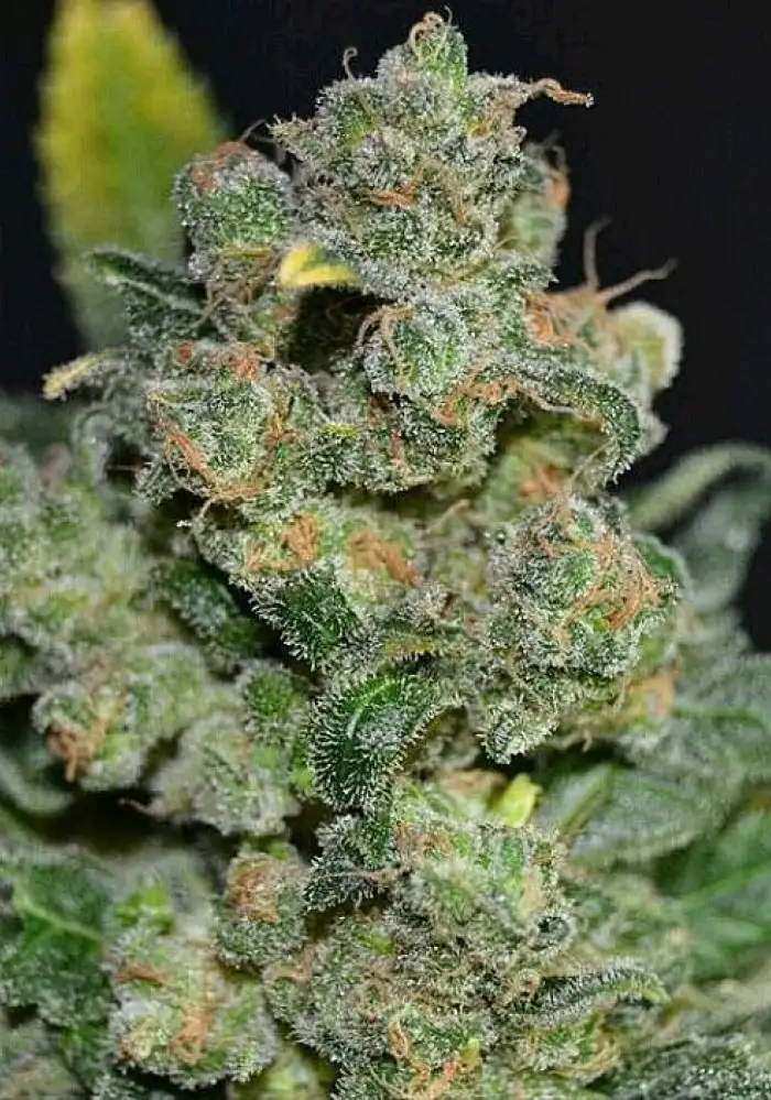 Auto 710 Cheese