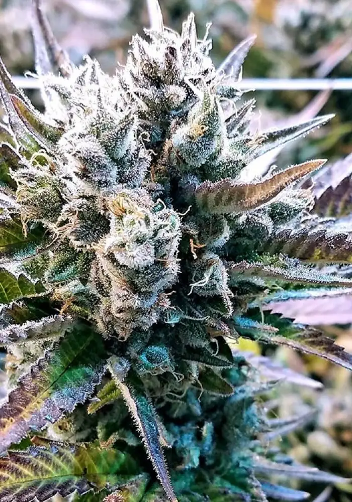 Stephen Hawking Kush