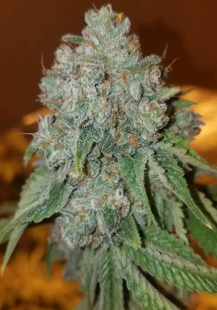 Las Vegas Triangle Kush Feminized (LVTK)