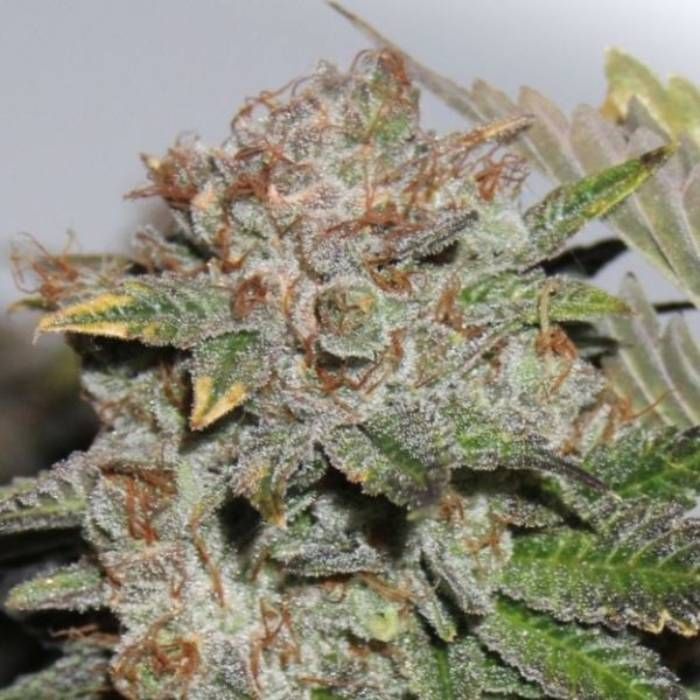 Hulk Smash Strain Info / Hulk Smash Weed By Dark Horse GrowDiaries