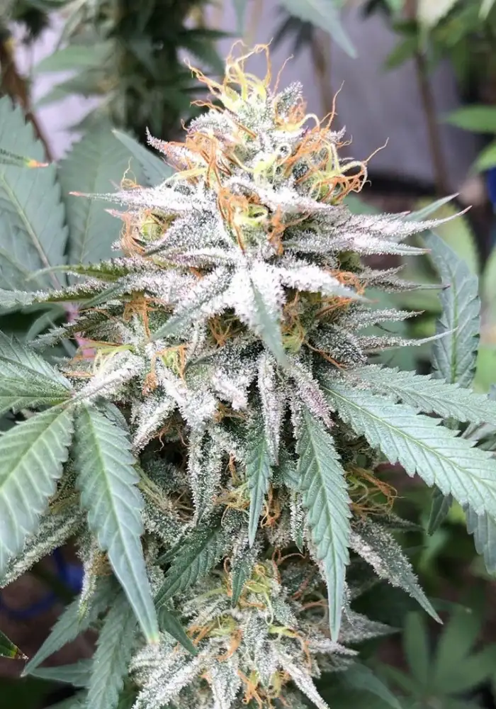 Double Lemon Pie