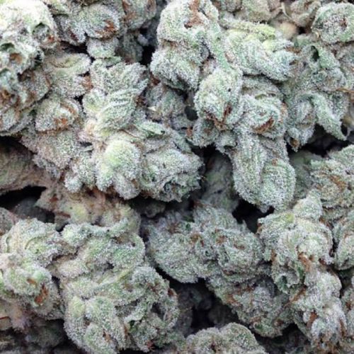 Blueberry Pot Tart Strain Info / Blueberry Pot Tart Weed By Dr