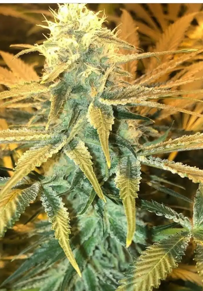 Phantom Cookies Domina