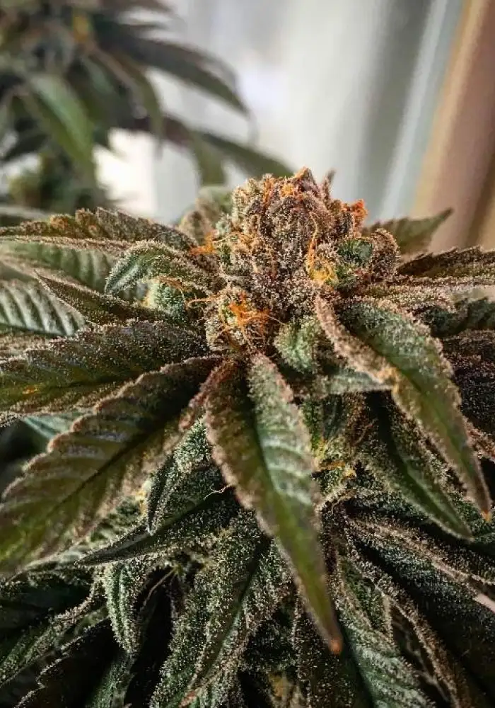Sour Tangie