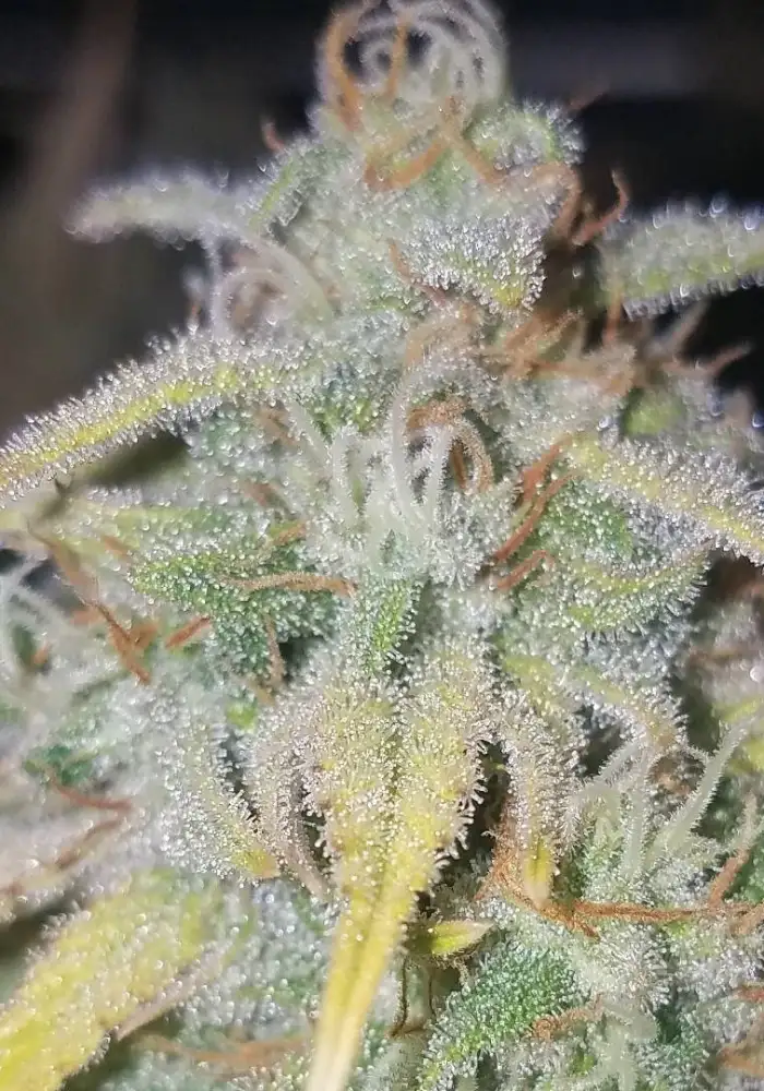 Super Pineapple Haze