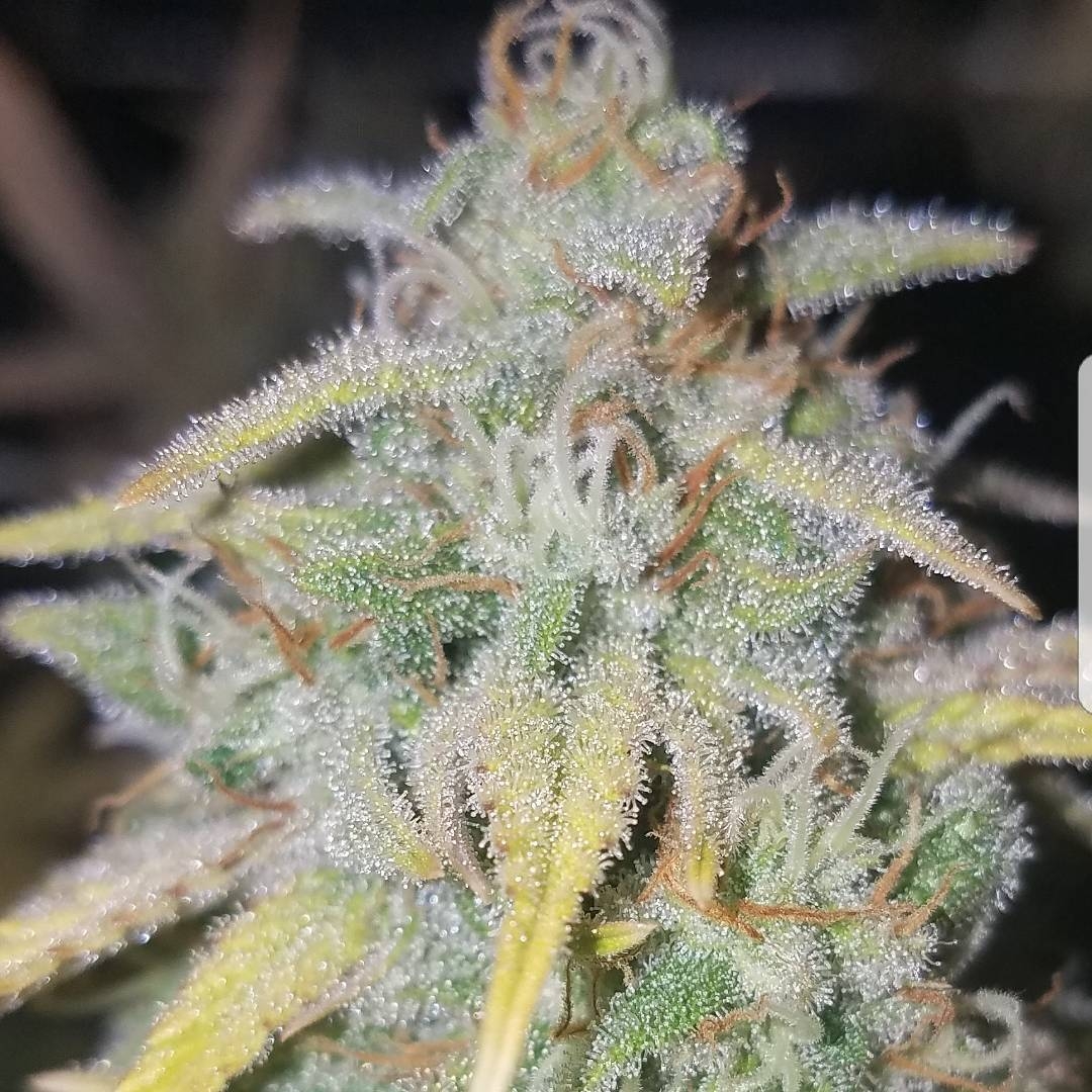 Super Pineapple Haze Strain Info / Super Pineapple Haze Weed By Garden