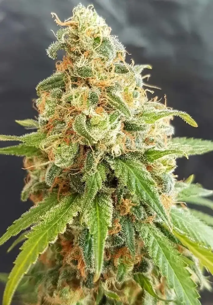 Kosher Kush