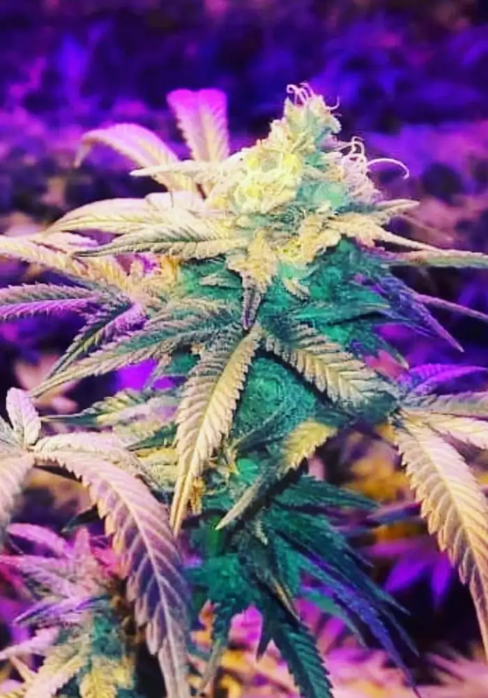 Kush’N’Cookies CBD