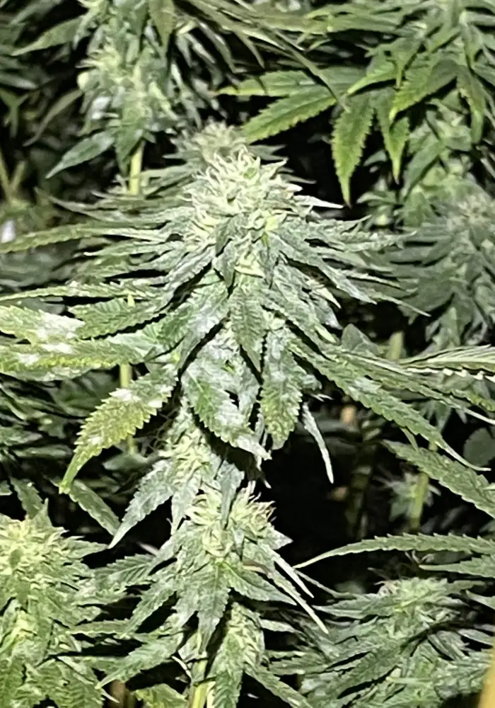 Hindu Kush x Haze