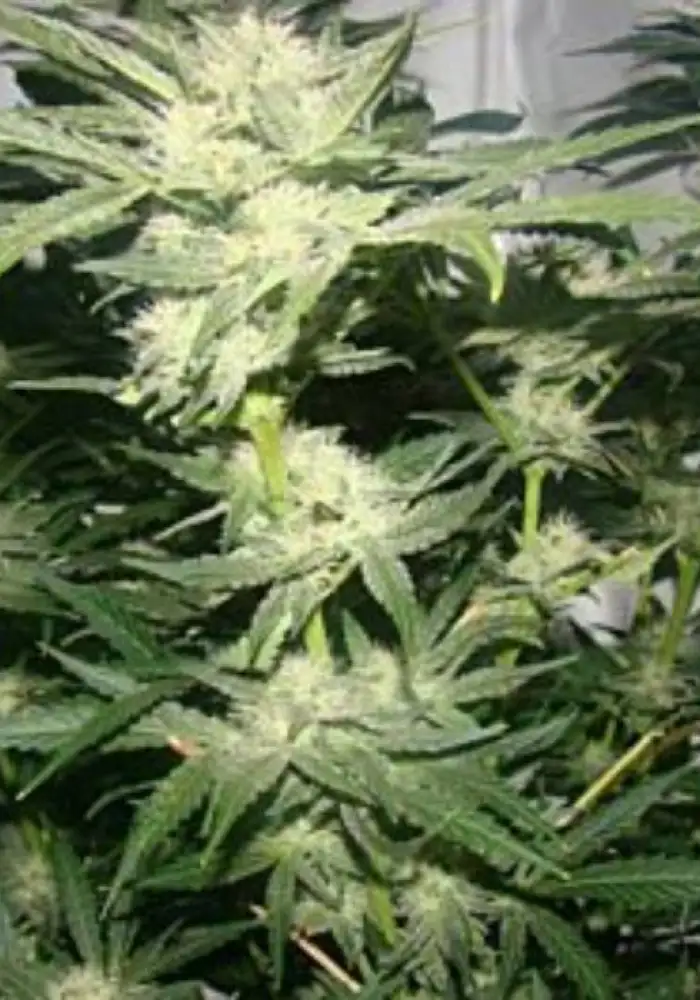 88 G-13 Hashplant