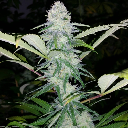 Cocoa Puffs Strain Info / Cocoa Puffs Weed By Hazeman Seeds GrowDiaries