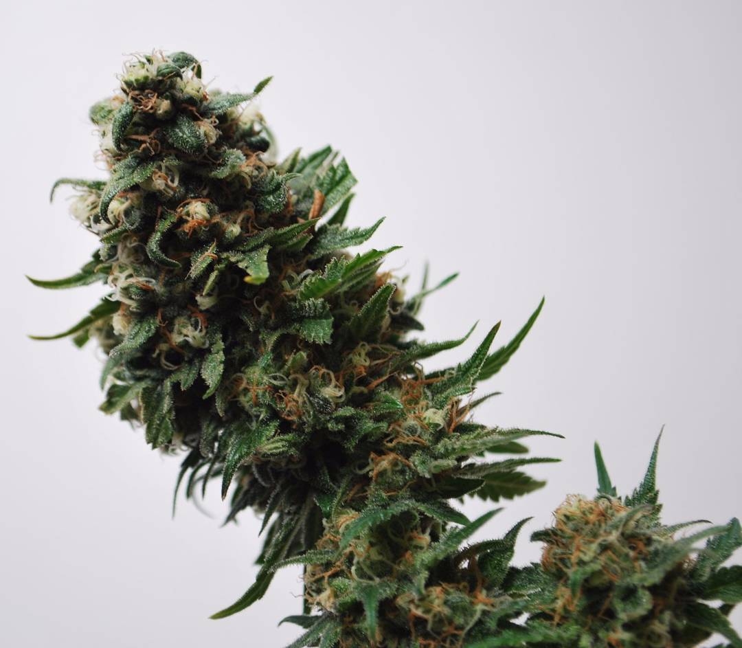 Spider Skunk Strain Info / Spider Skunk Weed By Hero Seeds GrowDiaries