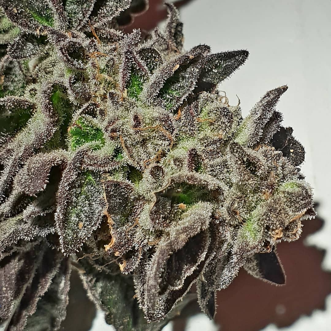 Purple Sherbert Ice Cream Strain Info / Purple Sherbert Ice Cream Weed