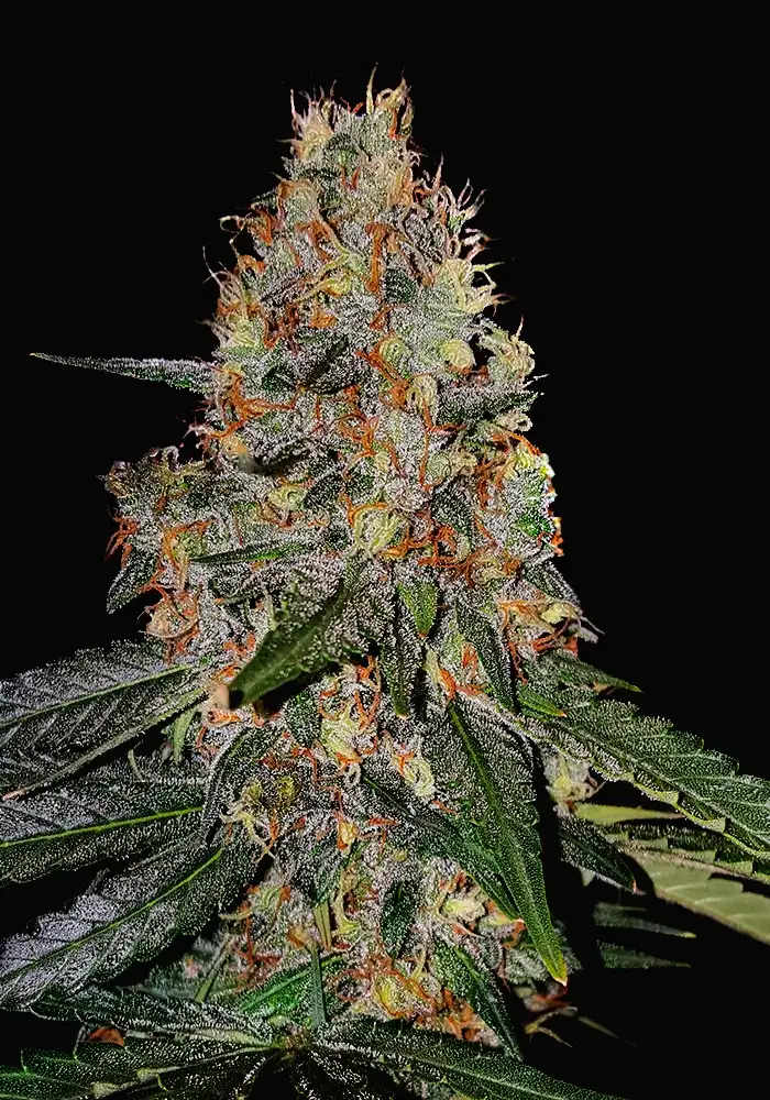 Killer Haze Auto