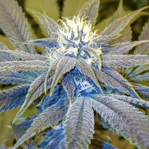 Dirty Little Secret Strain Info / Dirty Little Secret Weed