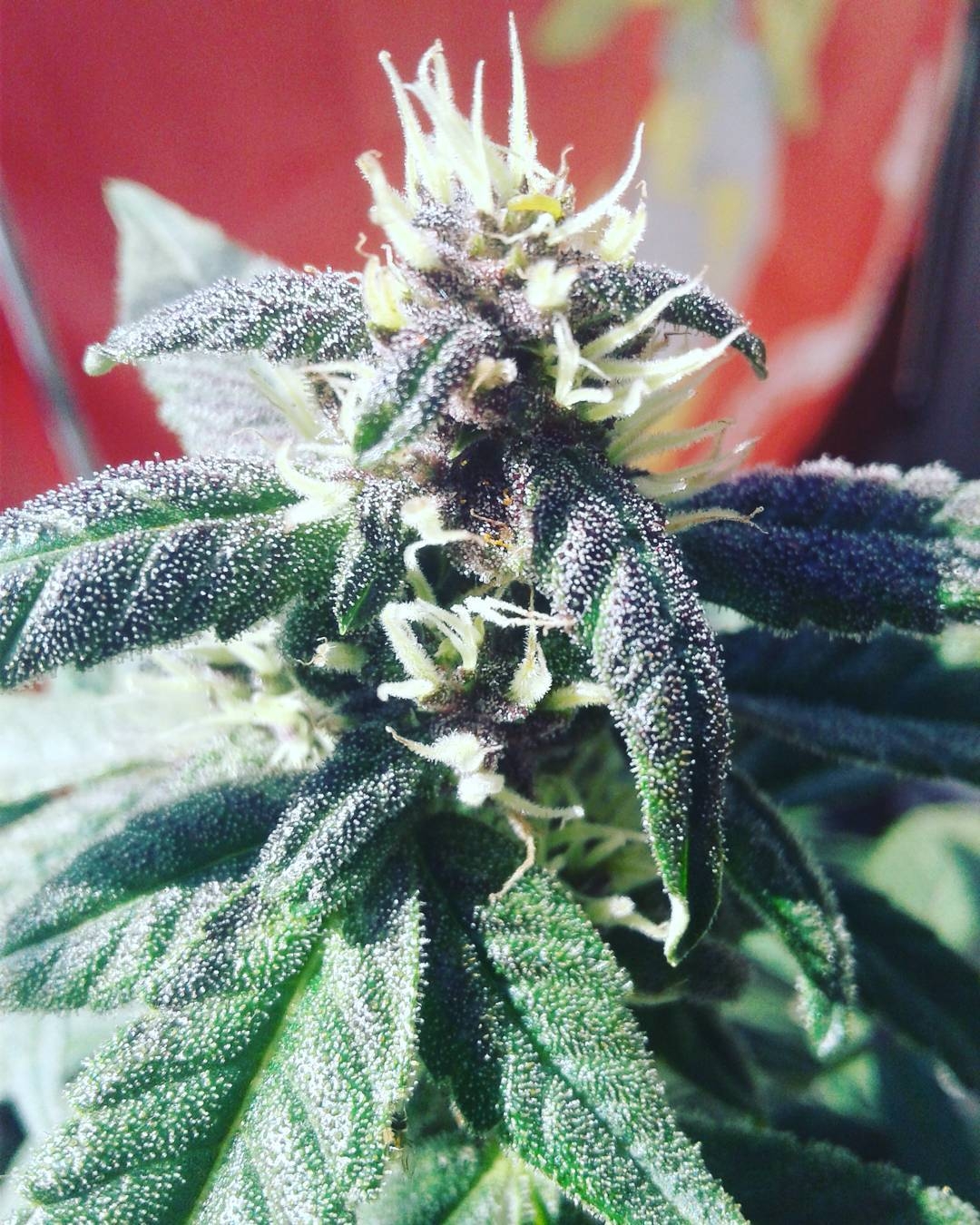 Vintner's Moonshine Strain Info / Vintner's Moonshine Weed By Norstar