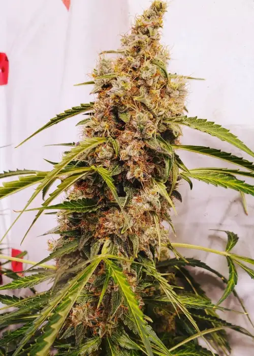 Auto OG Kush
