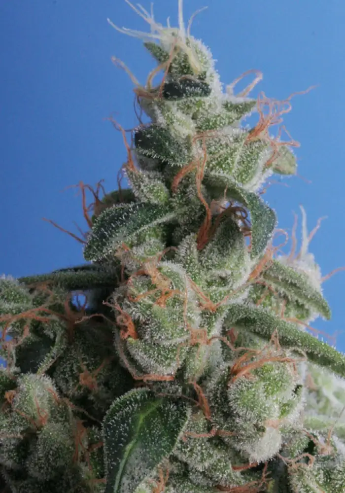 Kushage