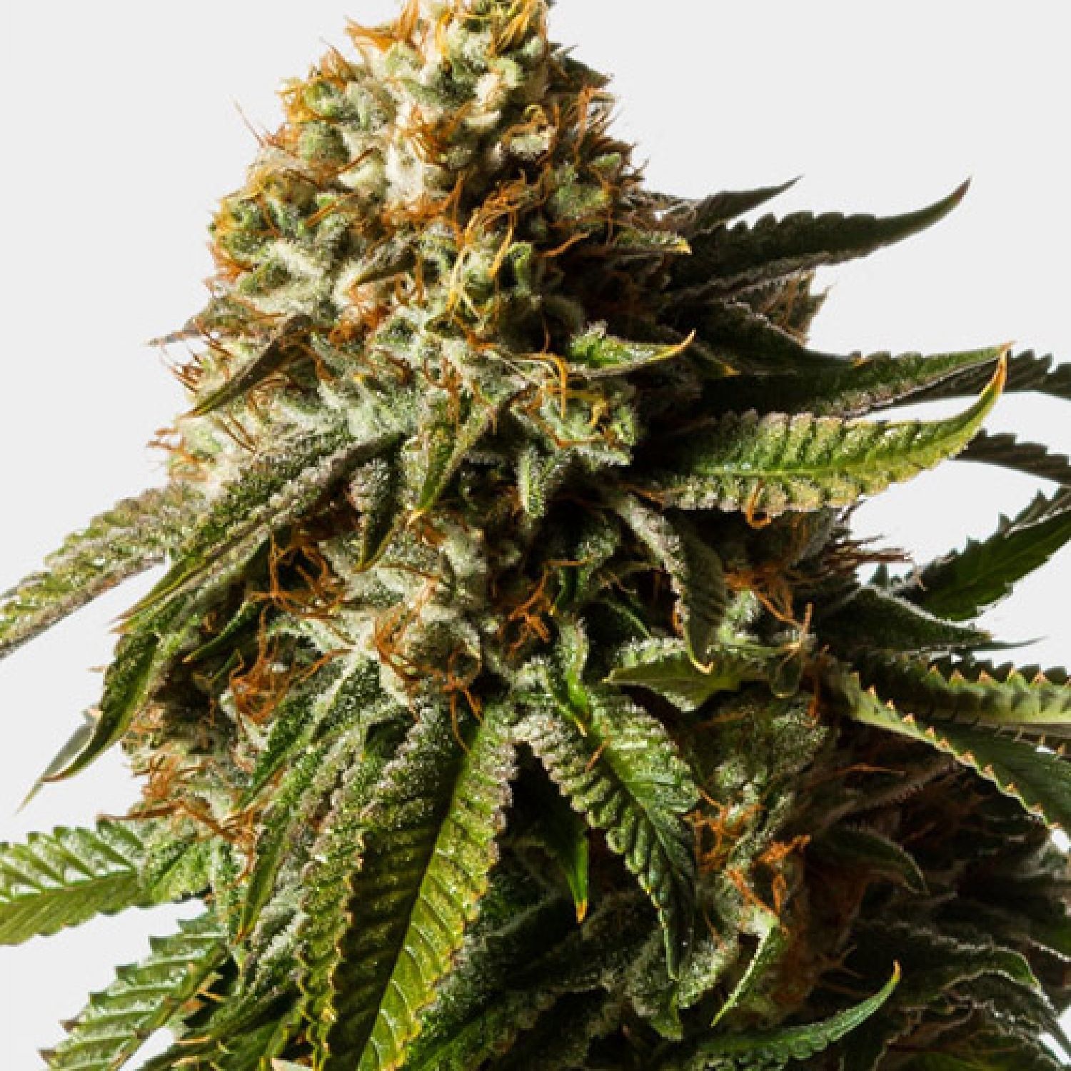 Gorilla Glue Auto Strain Info / Gorilla Glue Auto Weed By MSNL