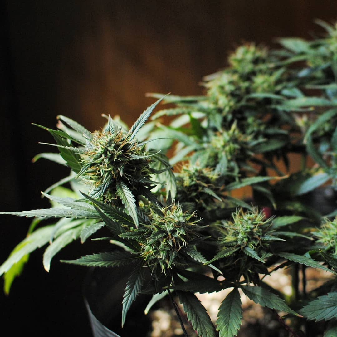 Blueberry Auto Strain Info / Blueberry Auto Weed By