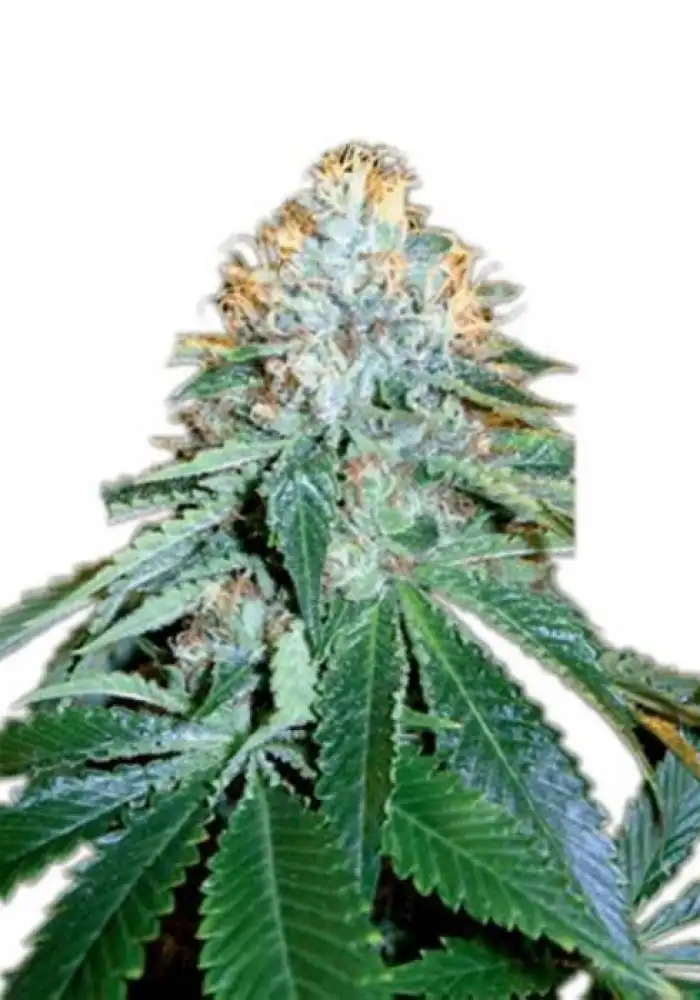 OG Kush #18