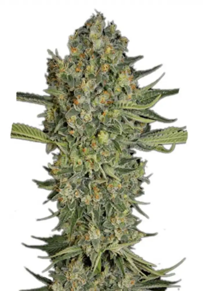 Chocolope