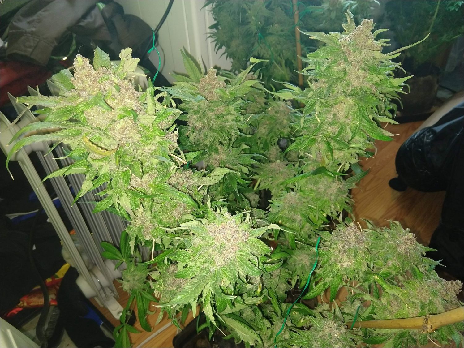 Purple Strawberry Bliss Strain Info / Purple Strawberry Bliss Weed By