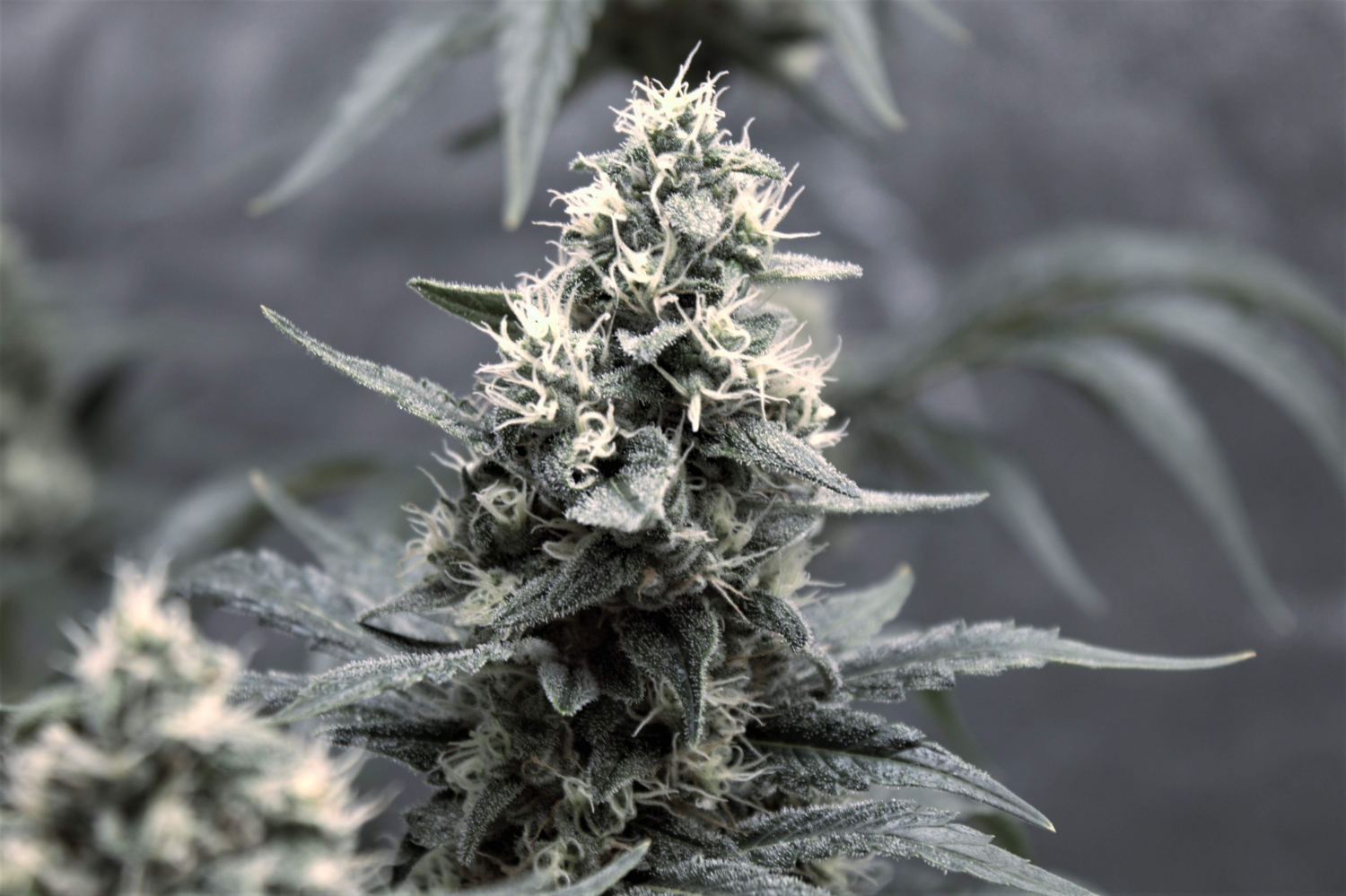 Peaches N Cream s1 Fem Strain Info / Peaches N Cream s1 Fem Weed By