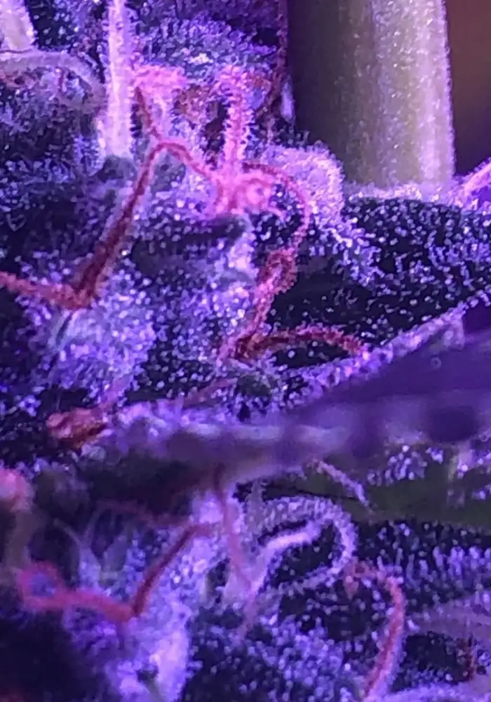 Auto Lemon Drop