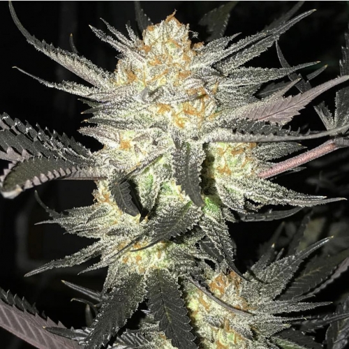 Lemon Shortbread Strain Info / Lemon Shortbread Weed By SinCity Seeds