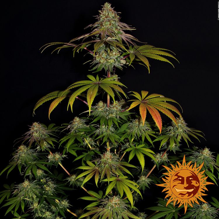 Wedding Cake Strain Info / Wedding Cake Weed By Barney's Farm - GrowDiaries