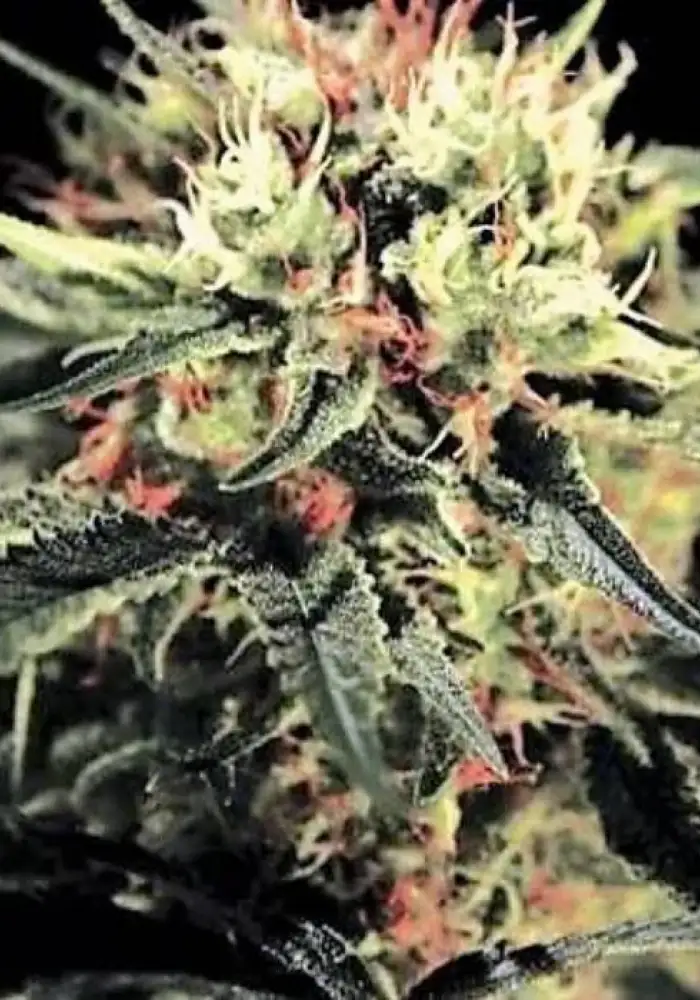 Extreme CBD Fem