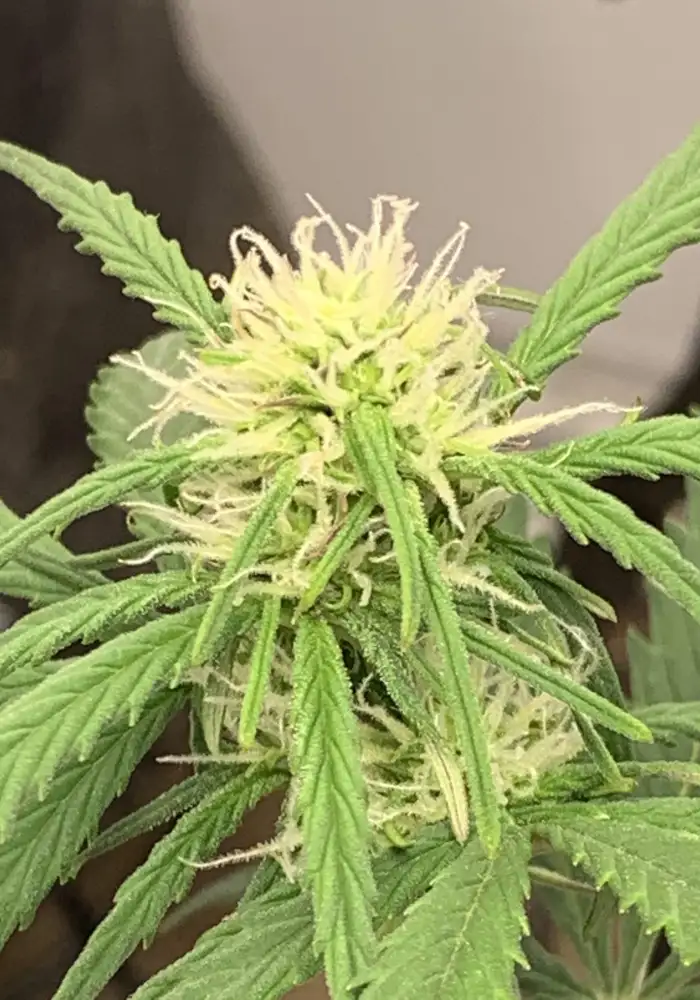 Green Crack