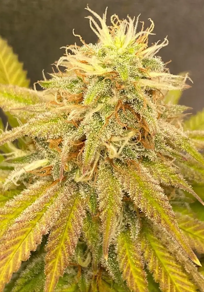 Original Skunk #1 Fem