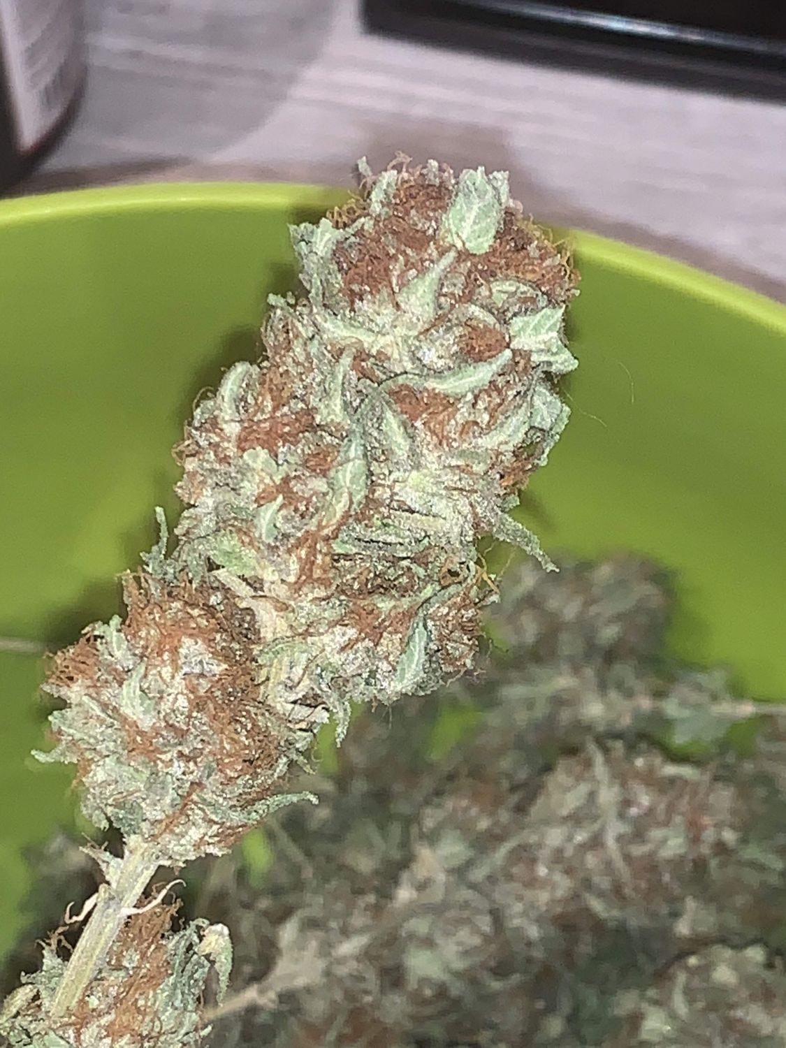 Papaya Strain Info / Papaya Weed By Nirvana GrowDiaries