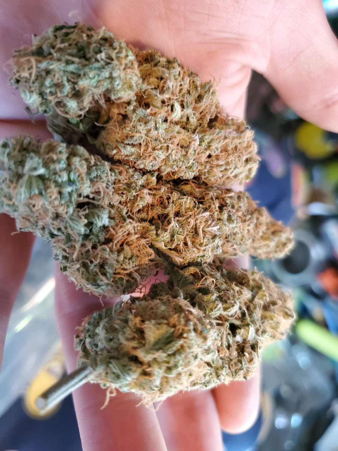 Future 1® Strain Info / Future 1® Weed By Anesia Seeds GrowDiaries