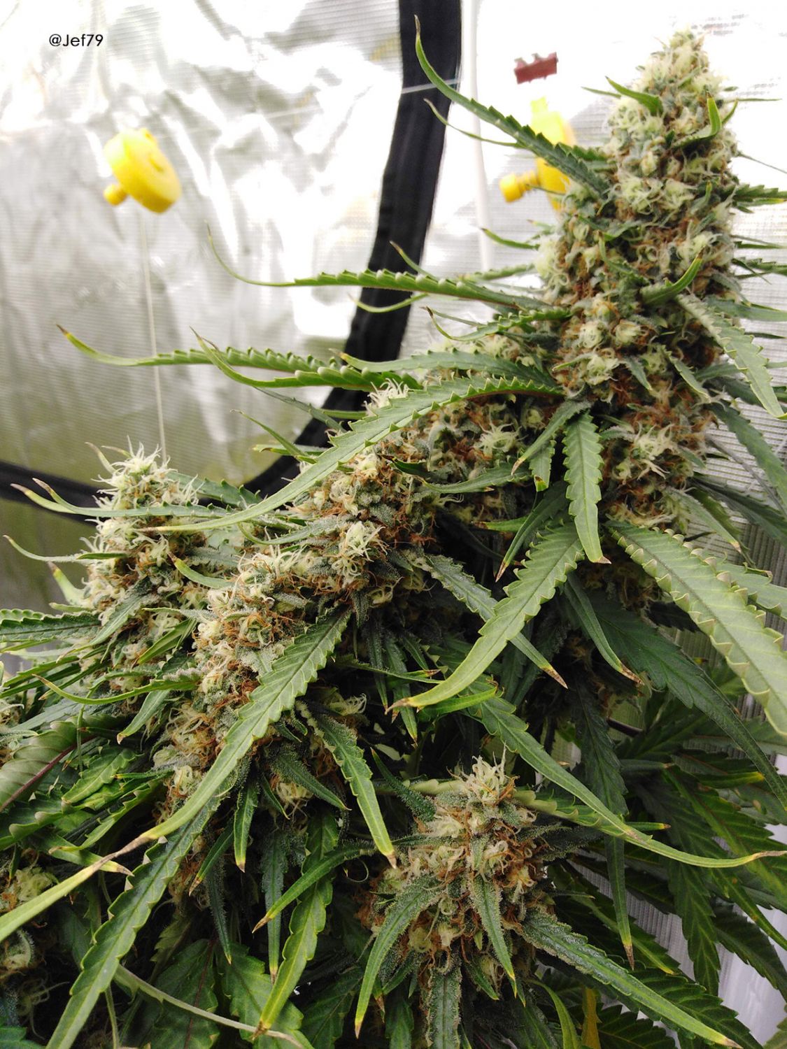 Future 1® Strain Info / Future 1® Weed By Anesia Seeds GrowDiaries
