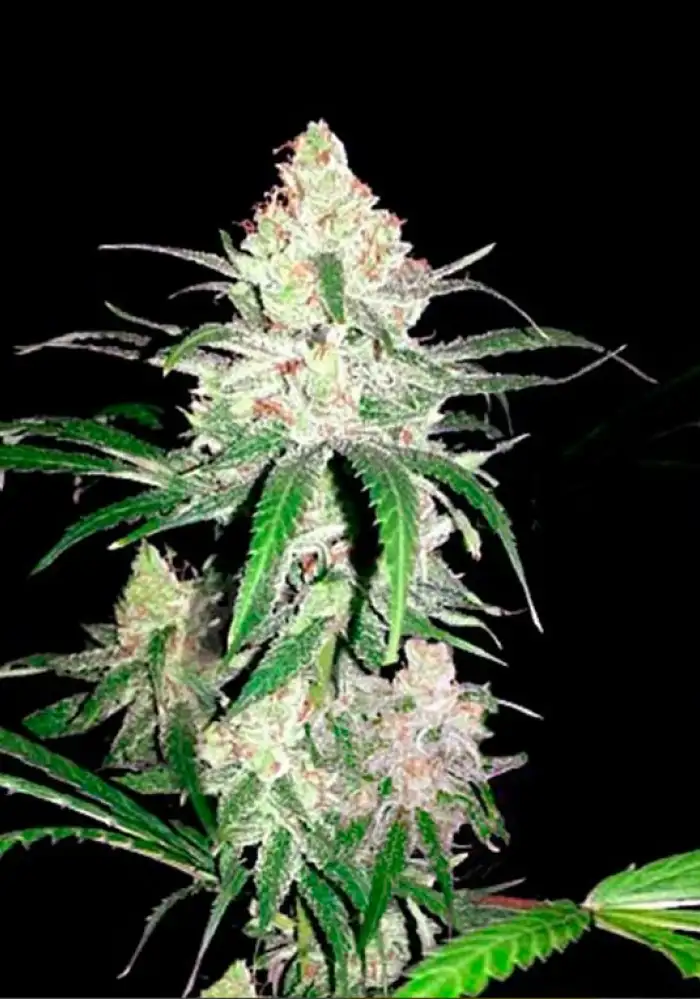 Special Lime Haze