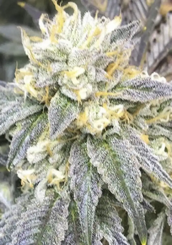 Zkittlez Autoflowering
