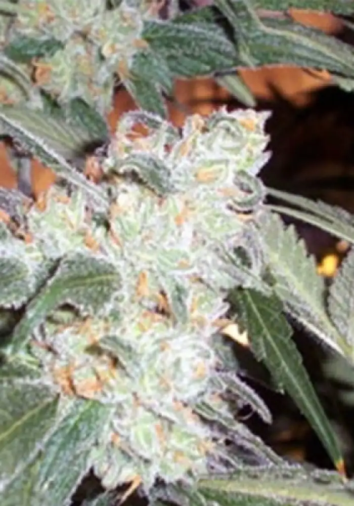 Green Crack Fem