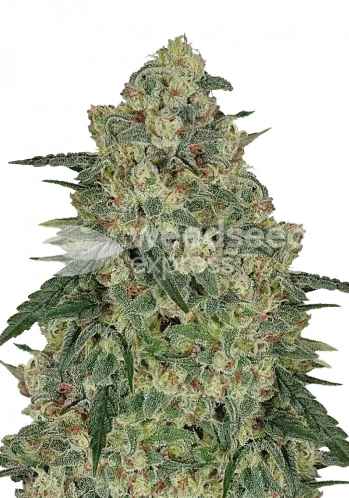 Chocolope feminized seeds