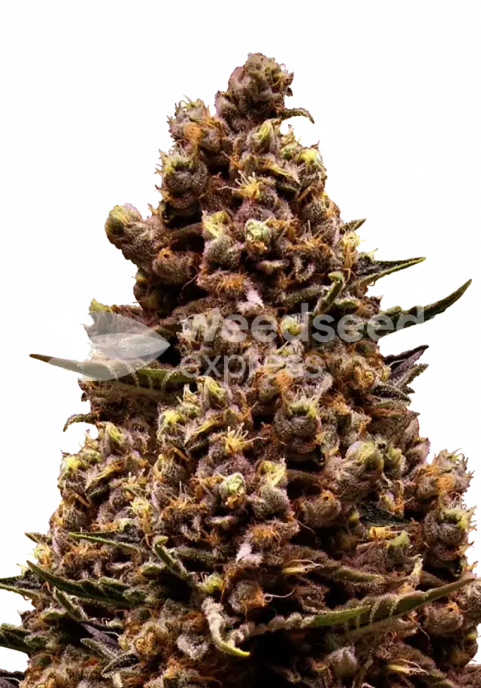 Sirius Black feminized seeds