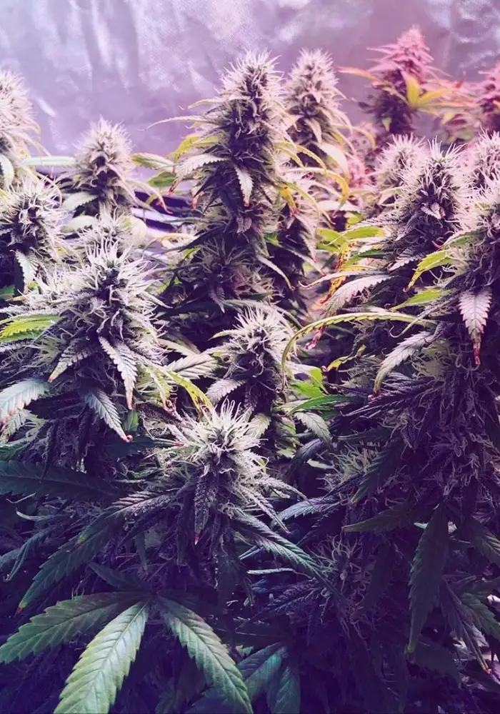 Blue Dream